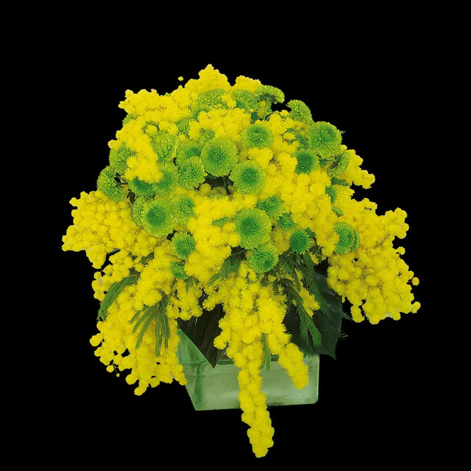 Composizione di mimosa e santini verdi Fiori a Domicilio