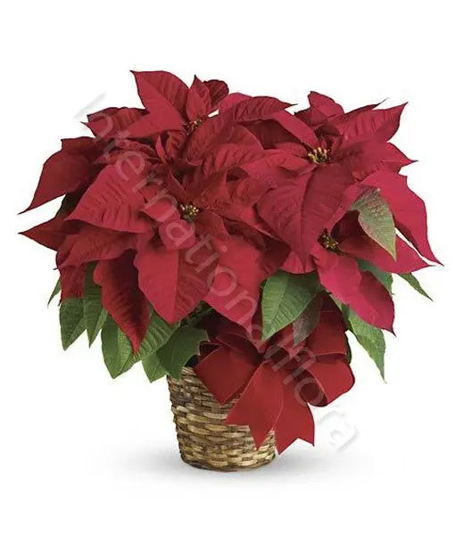 Stella di Natale rossa Il mio negozio