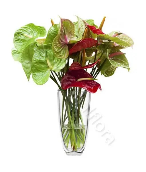 Bouquet di Anthurium Fiori a Domicilio