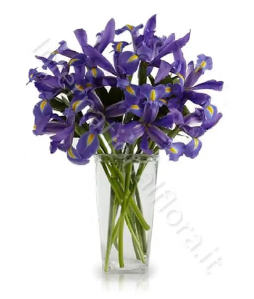 Bouquet di Iris blu Fiori a Domicilio