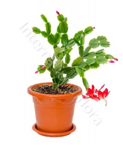 Cactus di Natale Fiori a Domicilio