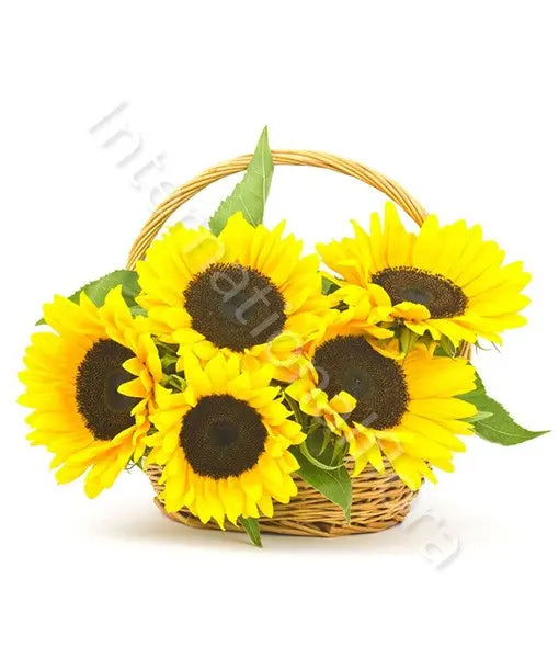 Cesto di Girasoli - Fiori a Domicilio