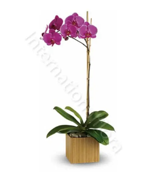 Orchidea Phalenopsis viola Fiori a Domicilio