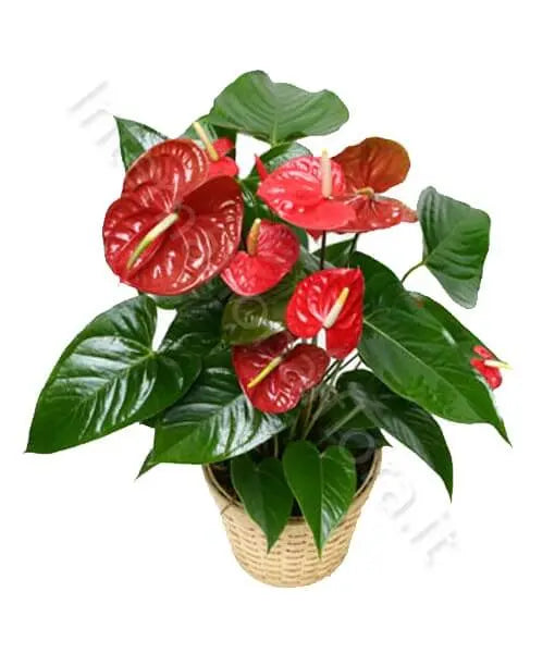 Pianta di Anthurium Il mio negozio