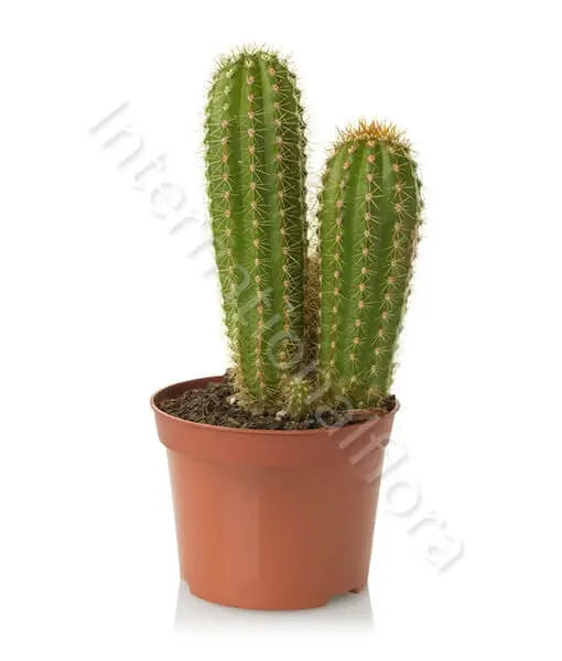 Pianta di Cactus Il mio negozio