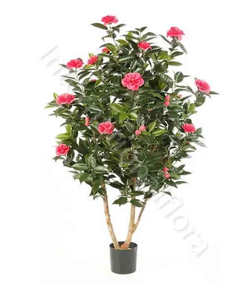 Pianta di Camelia Fiori a Domicilio