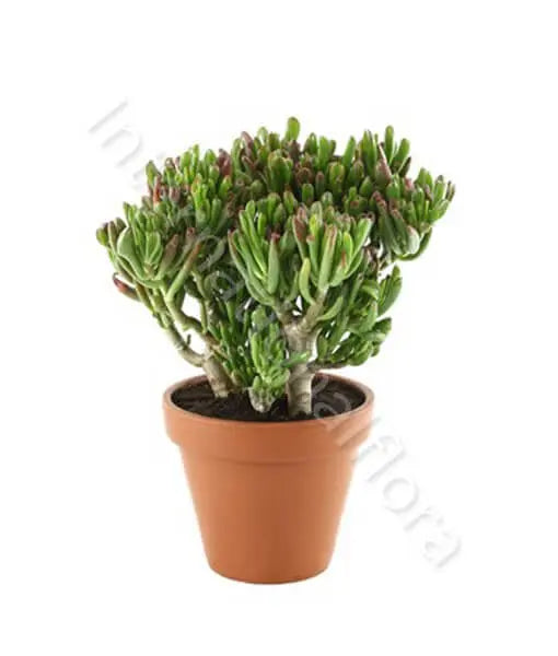 Pianta di Crassula Ovata Il mio negozio