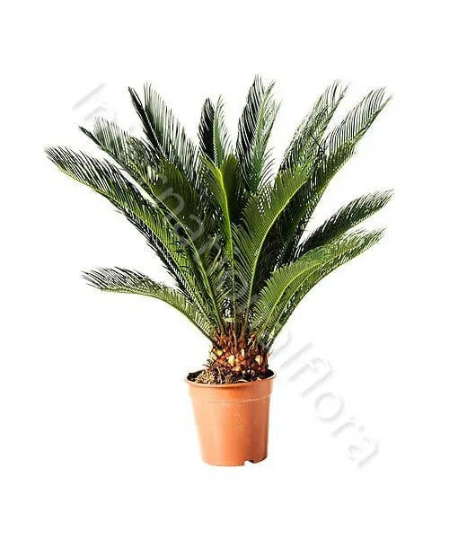 Pianta di Cycas Fiori a Domicilio