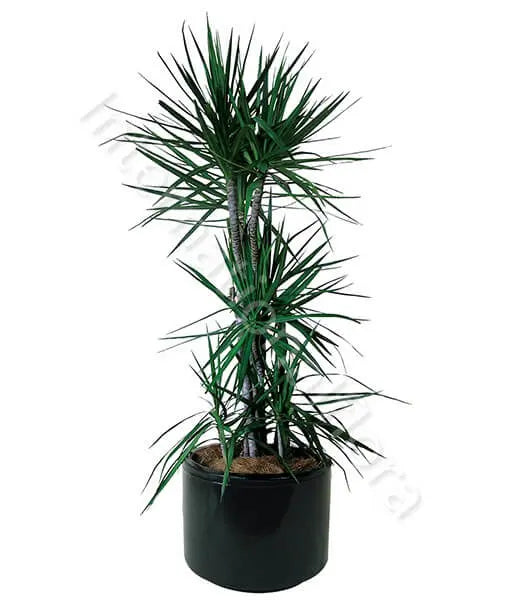 Pianta di Dracena Il mio negozio