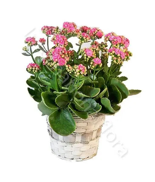 Pianta di Kalanchoe Il mio negozio