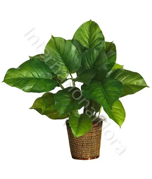 Pianta di Philodendron Il mio negozio