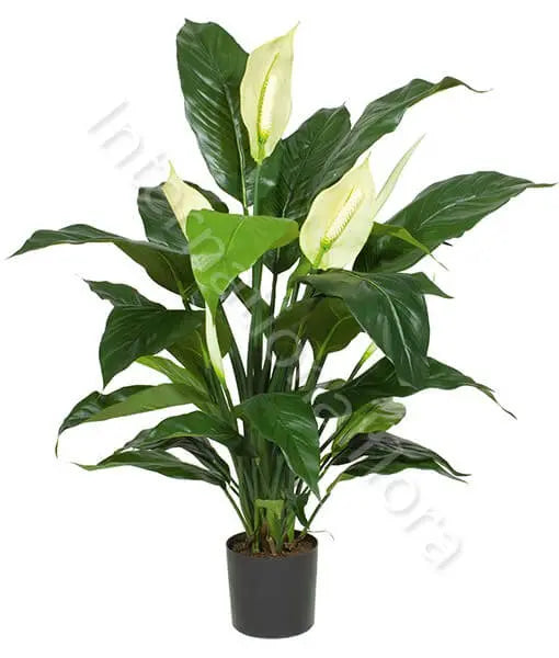 Pianta di Spathiphyllum Il mio negozio