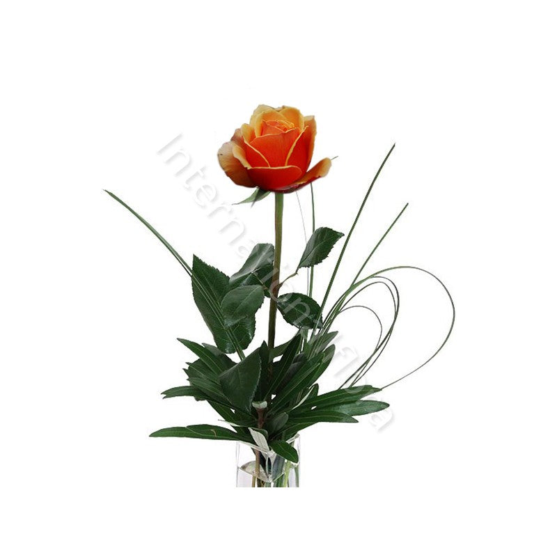 Rose arancio corte numero preciso