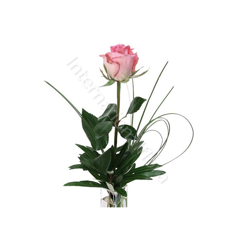 Rose rosa corte numero preciso