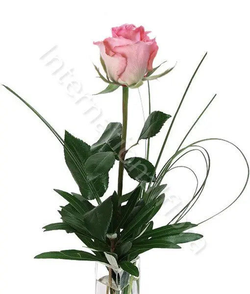 Rose rosa numero preciso