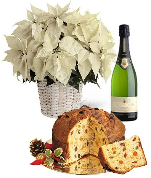 Stella di Natale bianca con Panettone e Spumante Fiori a Domicilio