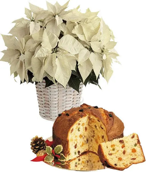 Stella di Natale bianca con Panettone Il mio negozio