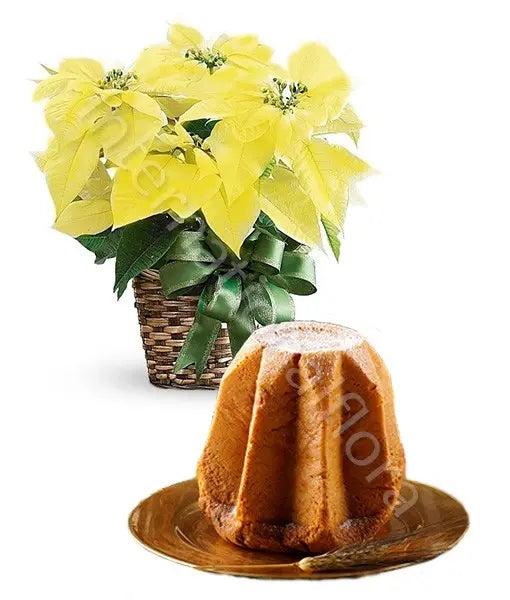 Stella di Natale gialla con Pandoro Il mio negozio