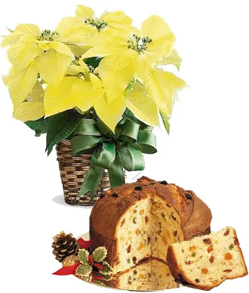 Stella di Natale gialla con Panettone Il mio negozio