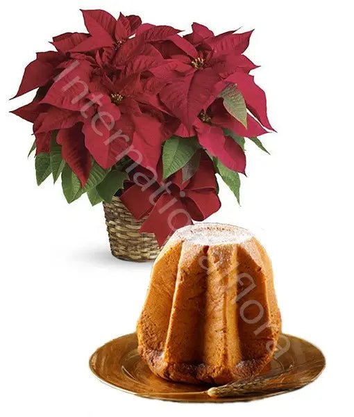 Stella di Natale rossa con Pandoro Il mio negozio